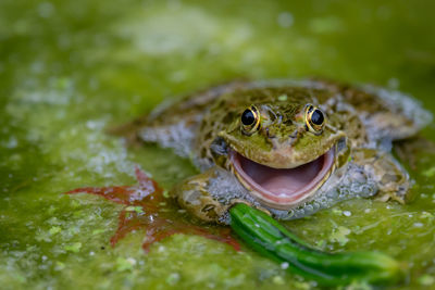 Smiling Frog in