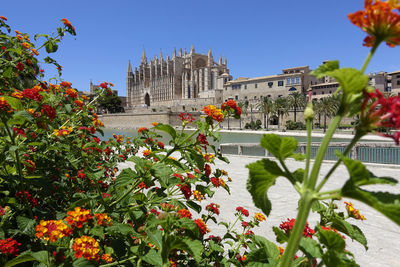 View of flowering plant against building