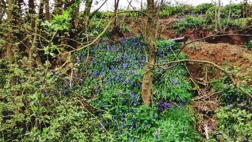 Trees growing in forest