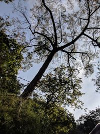 Low angle view of tree against sky