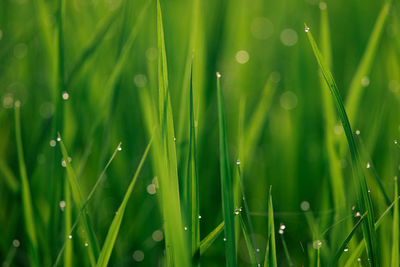 Full frame shot of wet grass on field