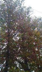 Low angle view of trees against sky