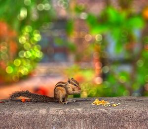 Close-up of squirrel on retaining wall