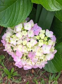 plant