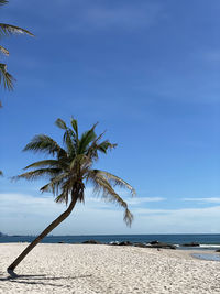 Palm tree by sea against sky