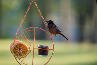 Orchard oriole looking for grape jelly