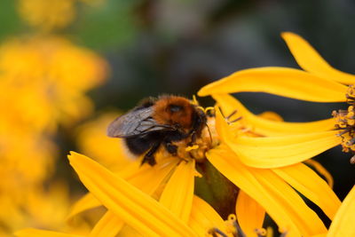 Close-up of honey bee pollinating on yellow flower