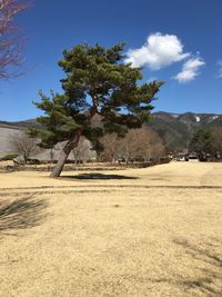 Scenic view of trees on field against sky