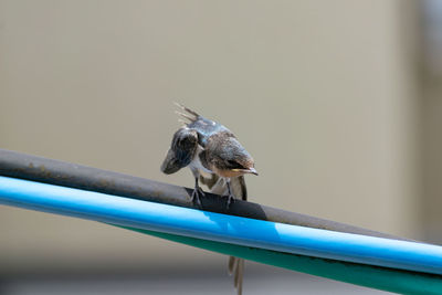 Close-up of bird perching on railing