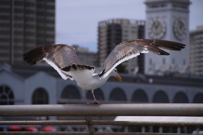 Close-up of bird perching on city