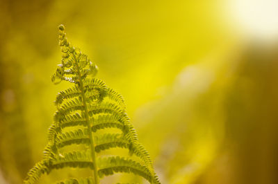 Close-up of yellow leaf