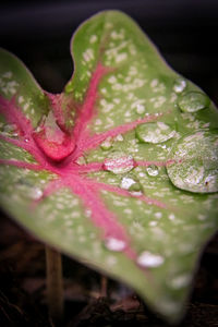 Close-up of wet pink flower