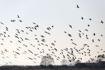 Flock of birds flying in the sky