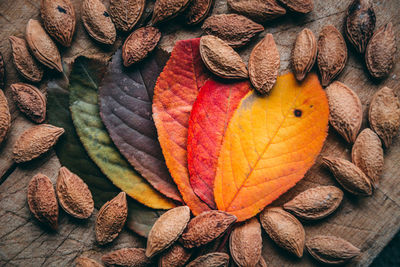 High angle view of dry leaves on wood