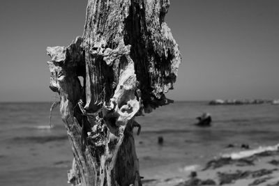 Close-up of tree trunk at beach against clear sky