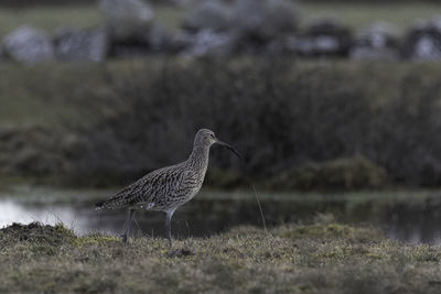 Bird perching on a field