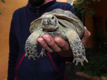 Close-up of man with turtle in his hand