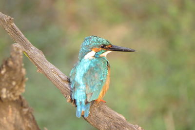Close-up of bird perching on branch