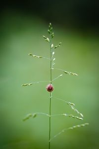 Close-up of snail on plant