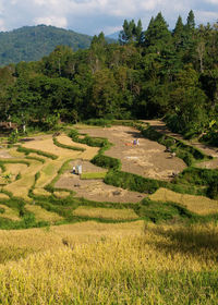 Terraced paddy field