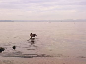 View of seagulls on sea