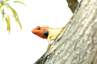 Close-up of butterfly perching on tree