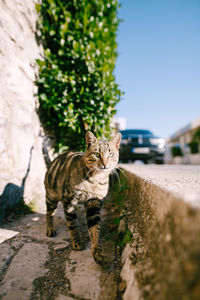 Portrait of a cat