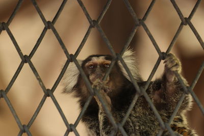 Monkey in cage seen through chainlink fence in zoo