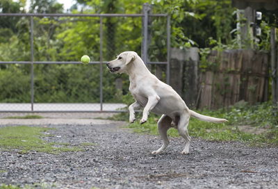 Dog looking away on field