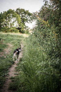 Husky on a path