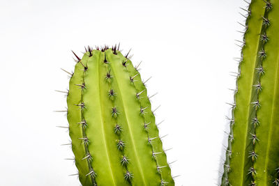 Close-up of cactus against white background