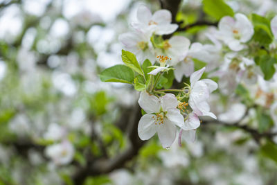 Close-up of white cherry blossom