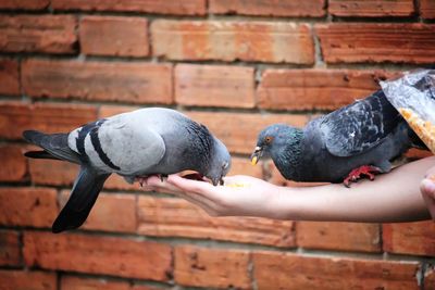 Pigeon perching on hand against brick wall