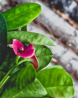 Close-up of pink flowering plant