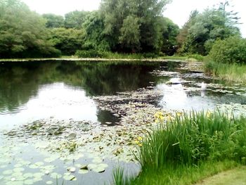 Scenic view of lake in forest