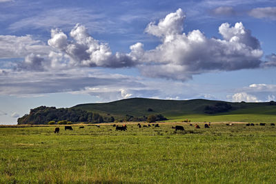 Flock of sheep grazing in field