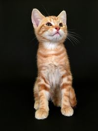 Portrait of cat sitting against black background