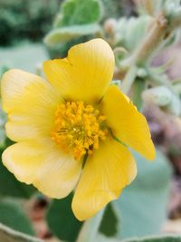 Close-up of yellow flower blooming outdoors