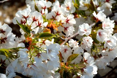 Close-up of white cherry blossoms in spring