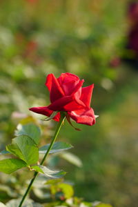 Close-up of red rose