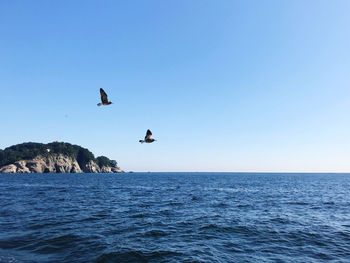 Birds flying over sea against clear blue sky