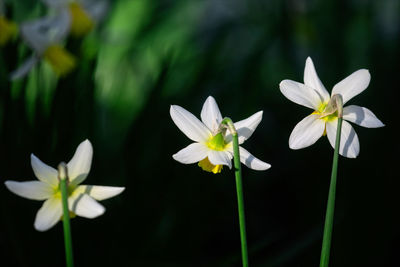 Close-up of white flowering plant