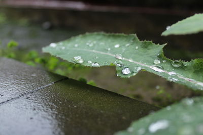 Water of rainy drop on the leaves