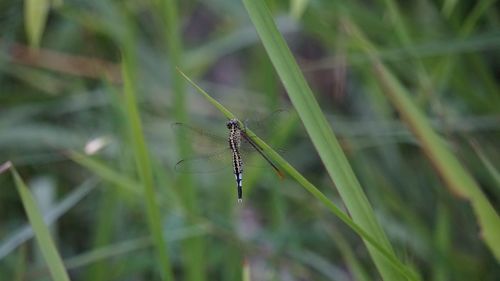 Close-up of dragonfly on grass