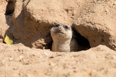 Close-up of meerkat on rock