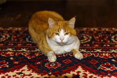 Portrait of cat sitting on carpet