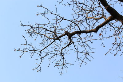 Low angle view of bare trees against clear sky