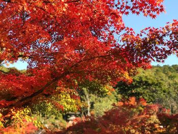 Red maple tree against sky