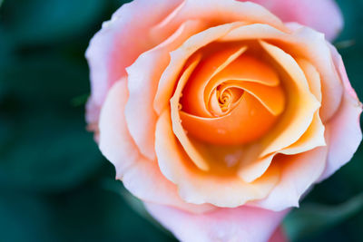 Close-up of rose flower