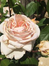 Close-up of rose blooming outdoors